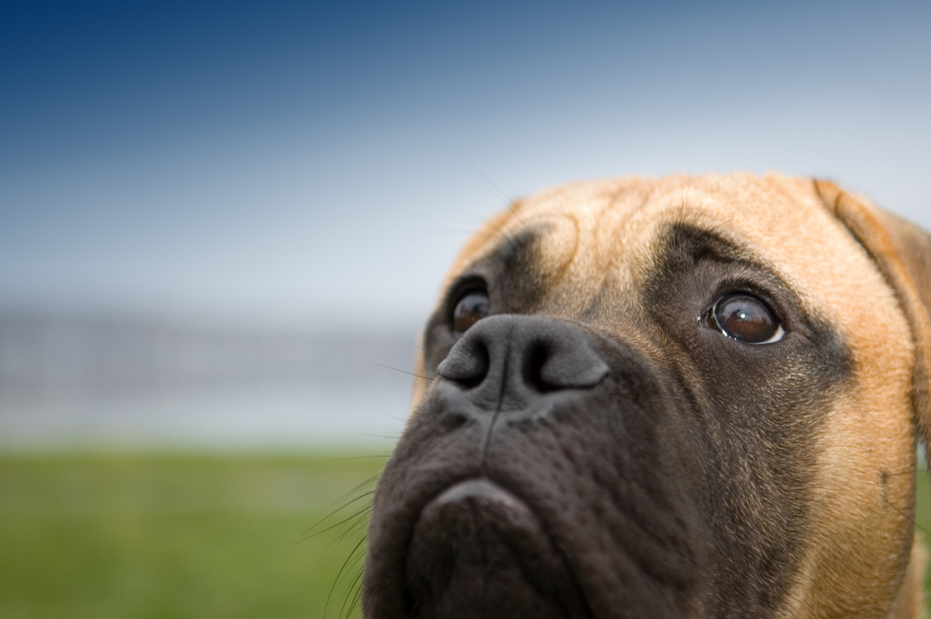 Fairhaven Veterinary Hospital | 2330 Old Fairhaven Pkwy, Bellingham, WA 98225, USA | Phone: (360) 671-3903