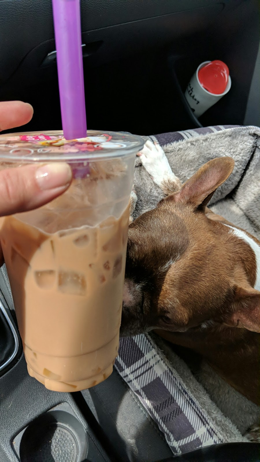 Too Sweet Bubble Tea & Gelato | 20306 Dewdney Trunk Rd, Maple Ridge, BC V2X 3E1, Canada | Phone: (604) 465-8120