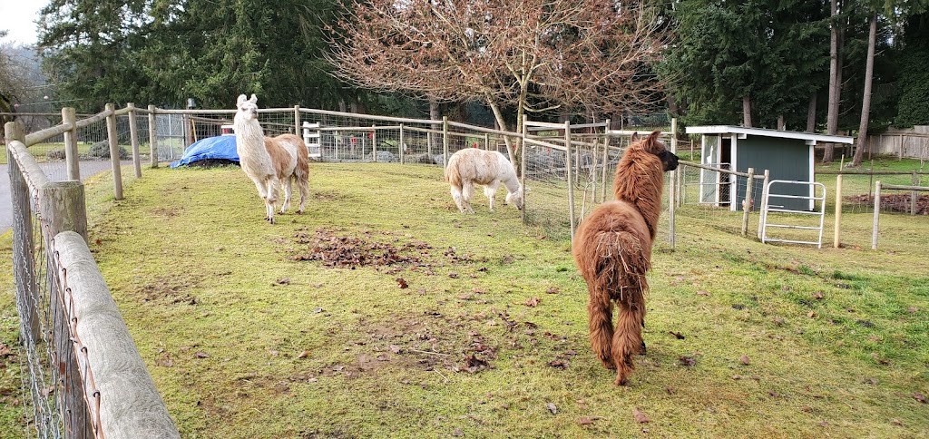 Woosterville Mini-Llama Farm | 4135 Hillbank Rd, Duncan, BC V9L 6M1, Canada | Phone: (250) 815-0210