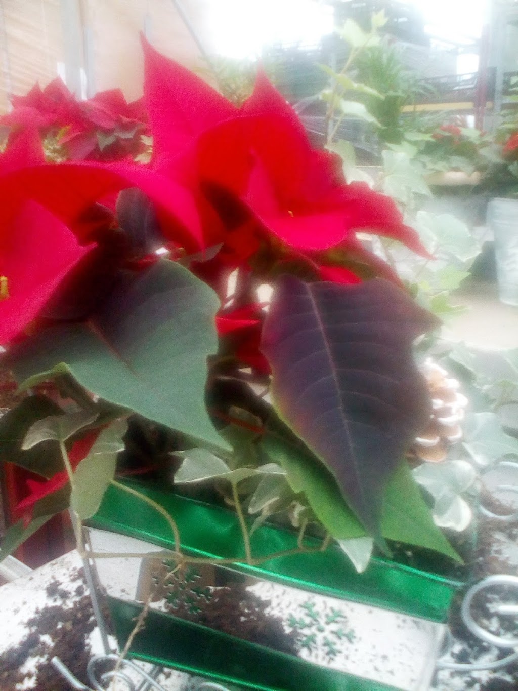 Hendriks Andrew & Sons Greenhouses Inc | 5095 N Service Rd, Beamsville, ON L0R 1B3, Canada | Phone: (905) 563-8132