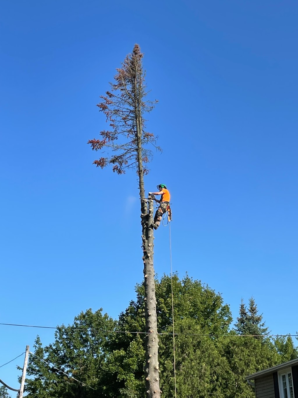 TAS Tree Removal & Pruning | 2343 Pl. des Musiciens, Saint-Lazare, QC J7T 3C6, Canada | Phone: (514) 701-2684