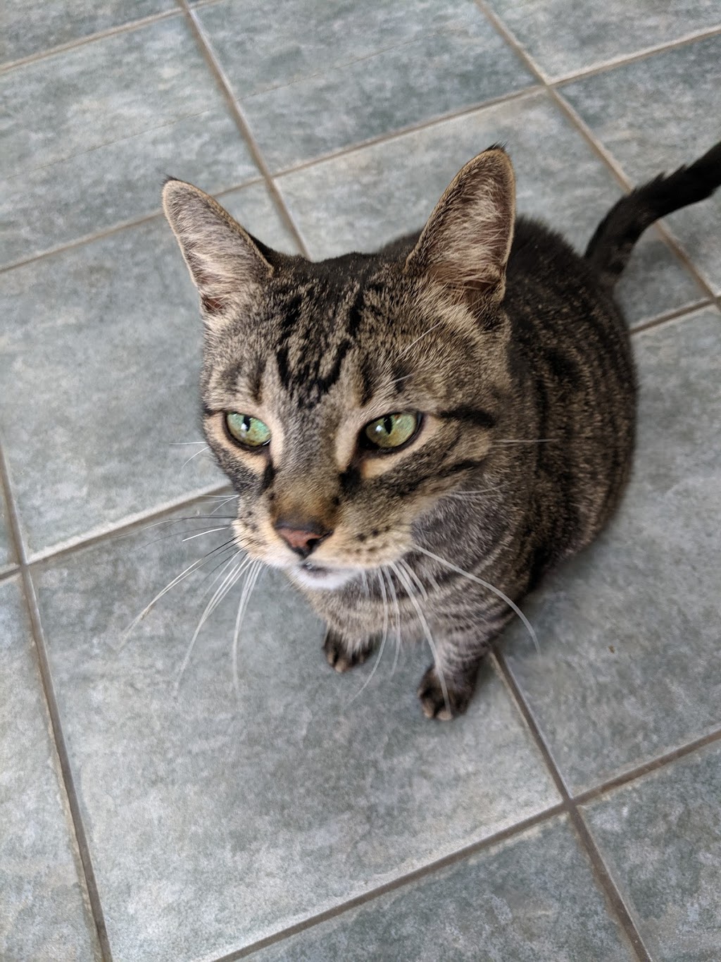 Big Bay Animal Hospital | 350 Big Bay Point Rd, Barrie, ON L4N 8A8, Canada | Phone: (705) 735-1414