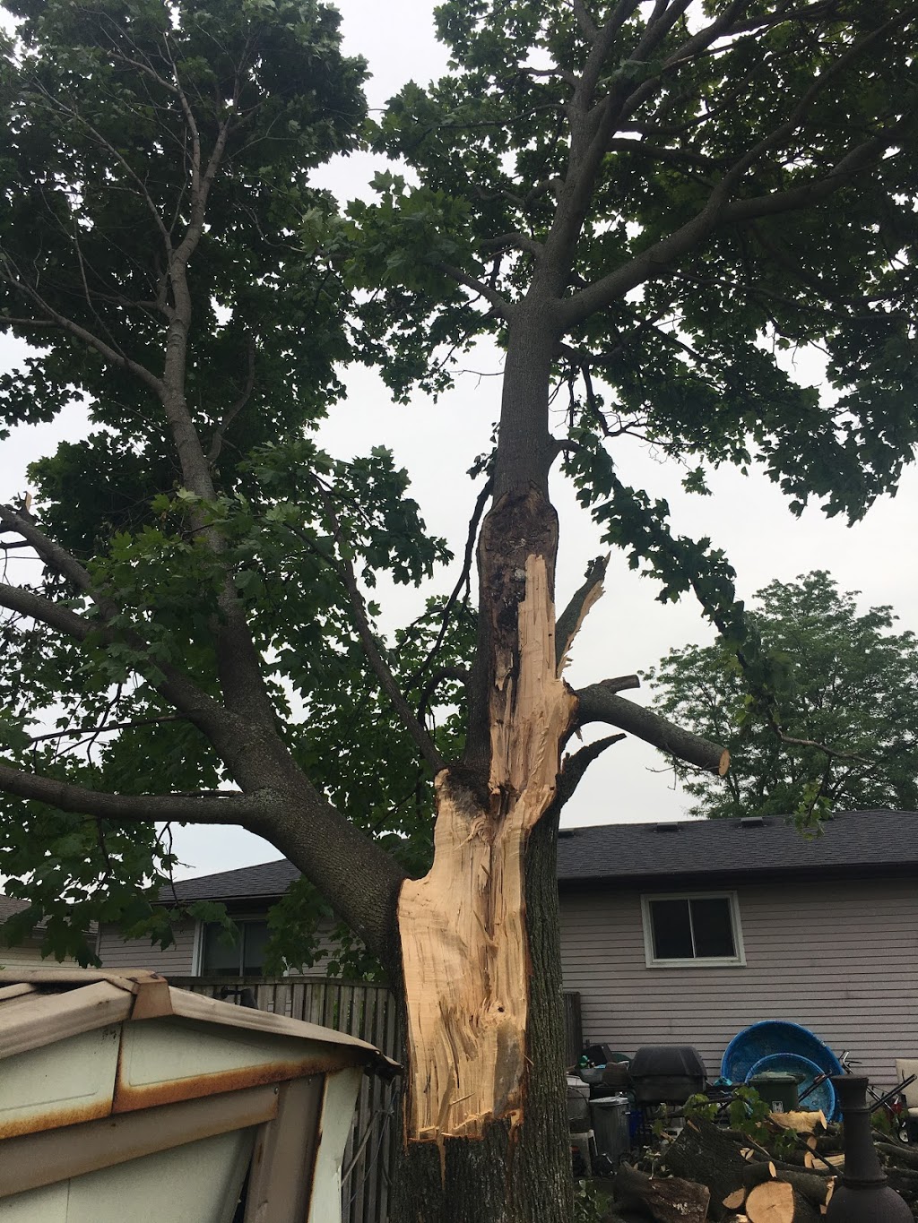 Beauregard Tree Service | 55 River Rd, Brantford, ON N3T 5L6, Canada | Phone: (519) 756-3489
