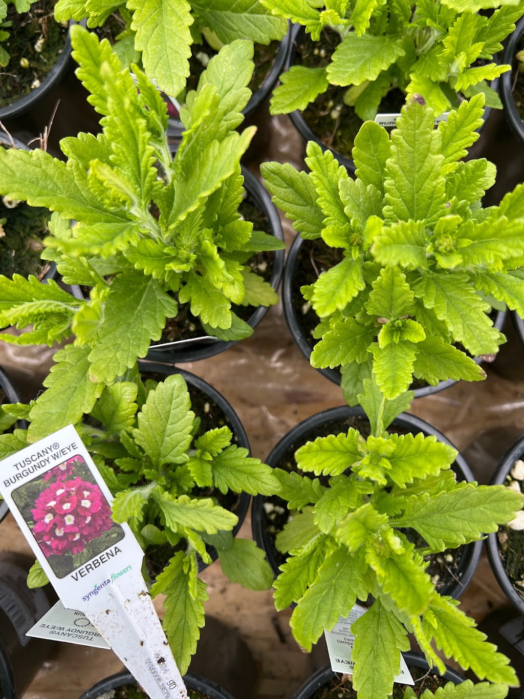 Kastle Gardens Greenhouse | 95054 Range Road 15-5, Taber, AB, Canada T0K, Taber, AB T1G 2C6, Canada | Phone: (403) 651-6736