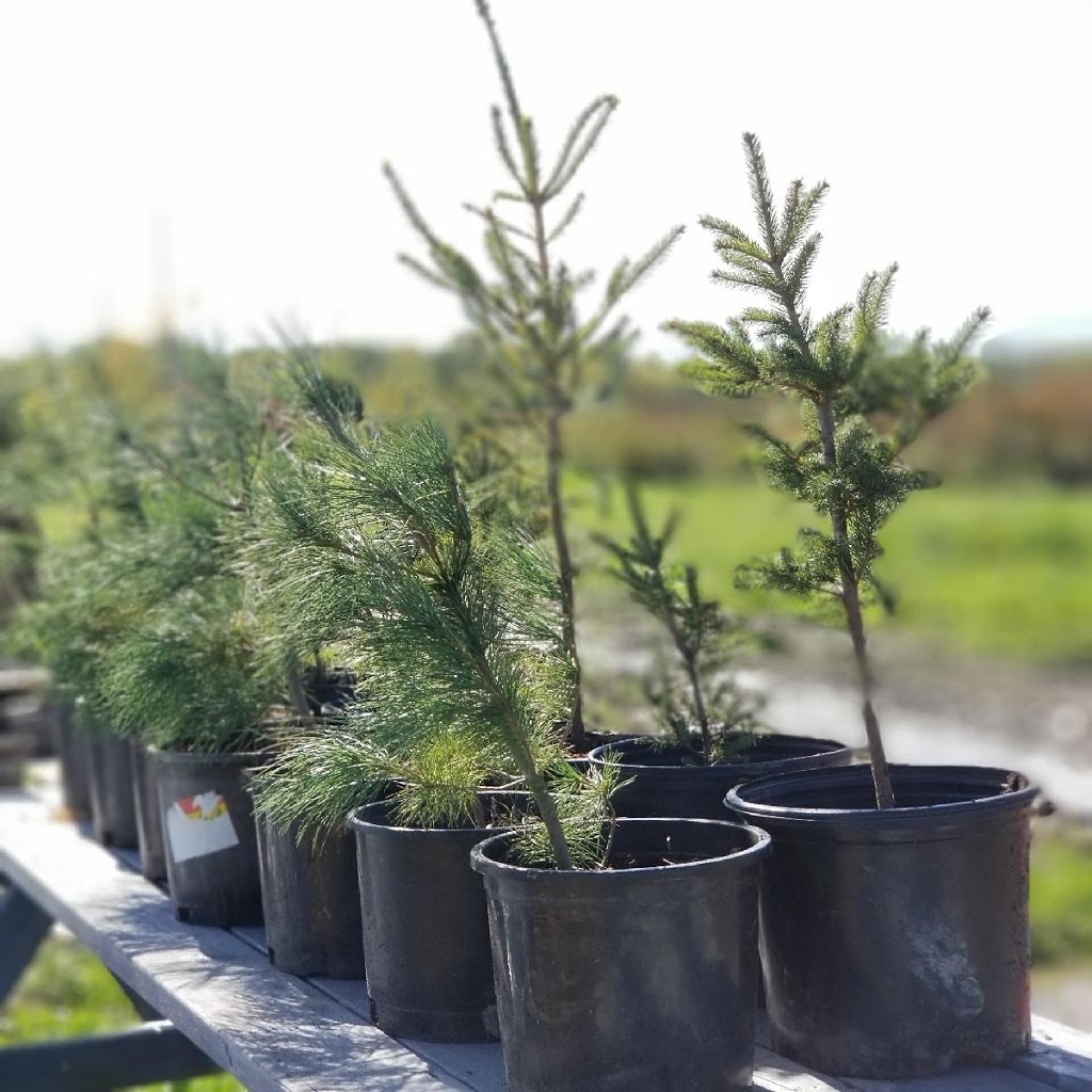 Sarahs Tree Farm | 2687 Baker Rd, Niagara Falls, ON L2G 0K2, Canada | Phone: (289) 200-8570