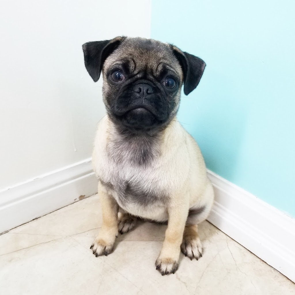 Poochies Paradise Spa | 2713 Bur Oak Ave Unit 2, Markham, ON L6B 1K7, Canada | Phone: (905) 910-1022