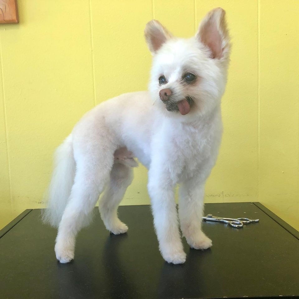 Mia Js Fuzzy Cuts | 225 N Templeton Dr N, Vancouver, BC V5L 3E3, Canada | Phone: (778) 222-6604