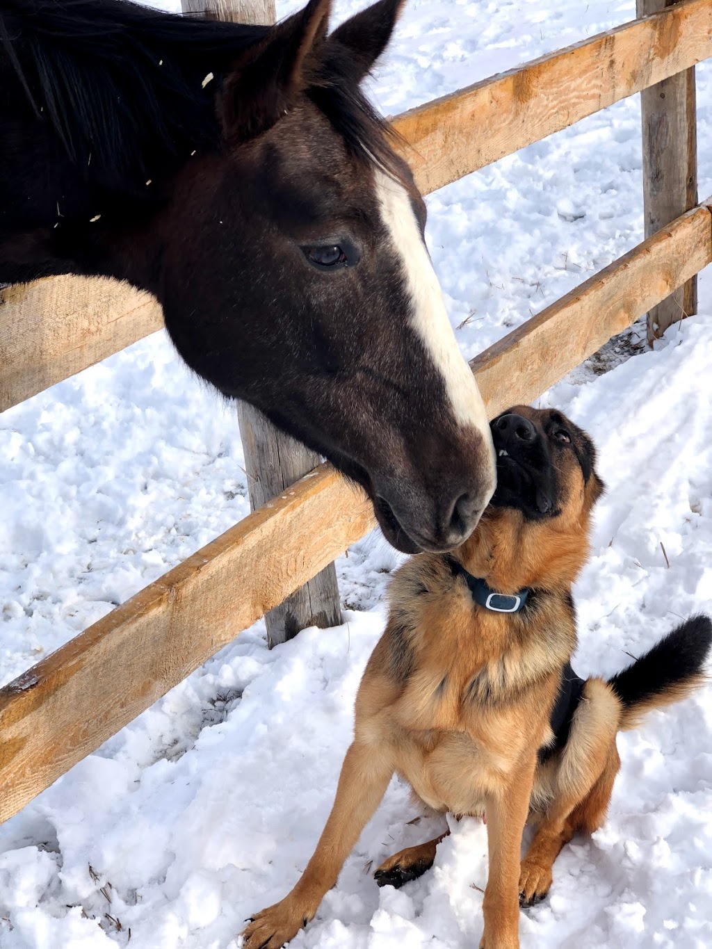 Carter Sport Horses | 670 Wilson Line, Cavan, ON L0A 1C0, Canada | Phone: (647) 913-5344