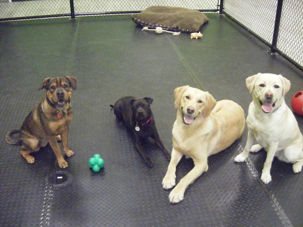 Canine Comforts | 12612 Hwy 50 #11a, Bolton, ON L7E 1T6, Canada | Phone: (905) 857-2733