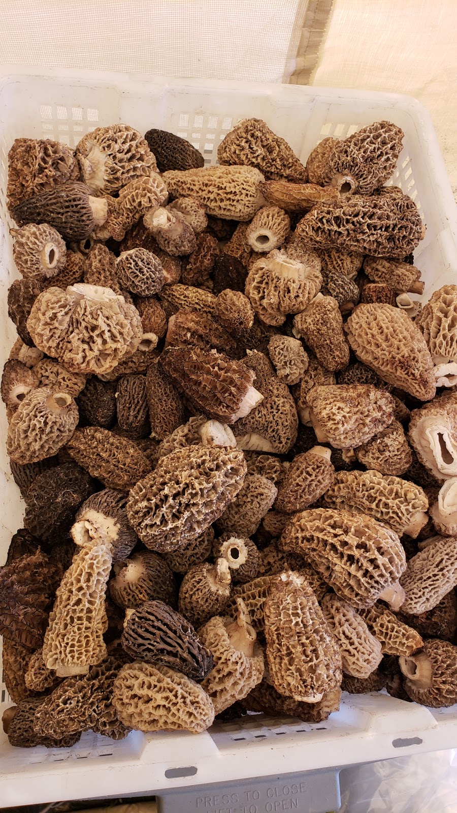 Pacific Rim Mushrooms | 12791 Blundell Rd, Richmond, BC V6Y 1B4, Canada | Phone: (778) 847-1666