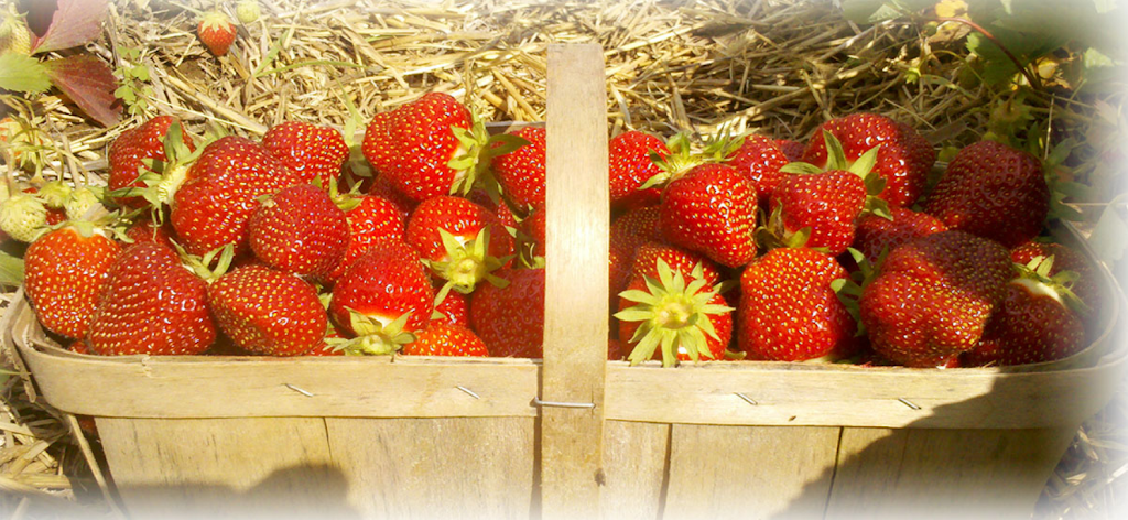 Les filles Auclair - Fraises & Framboises | 180 Rang St Henri, Lavaltrie, QC J5T 3R1, Canada | Phone: (450) 586-1463