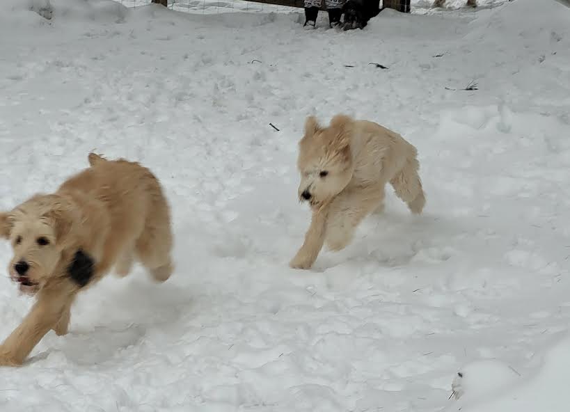Sisters Doggy Daycare & Boarding | Grattan Rd, Sainte-Anne-de-Kent, NB E4S 1B5, Canada | Phone: (506) 521-0649