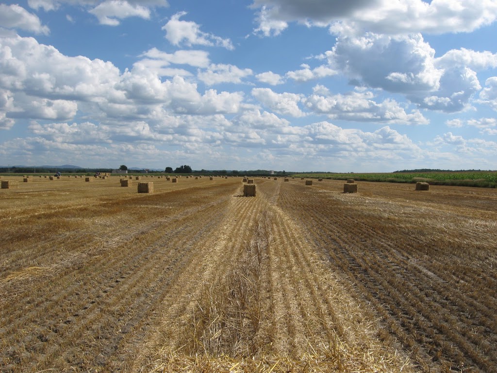 Daniel Simard, agronome | 1050 Rue St.-Simon, Sainte-Madeleine, QC J0H 1S0, Canada | Phone: (450) 847-4207