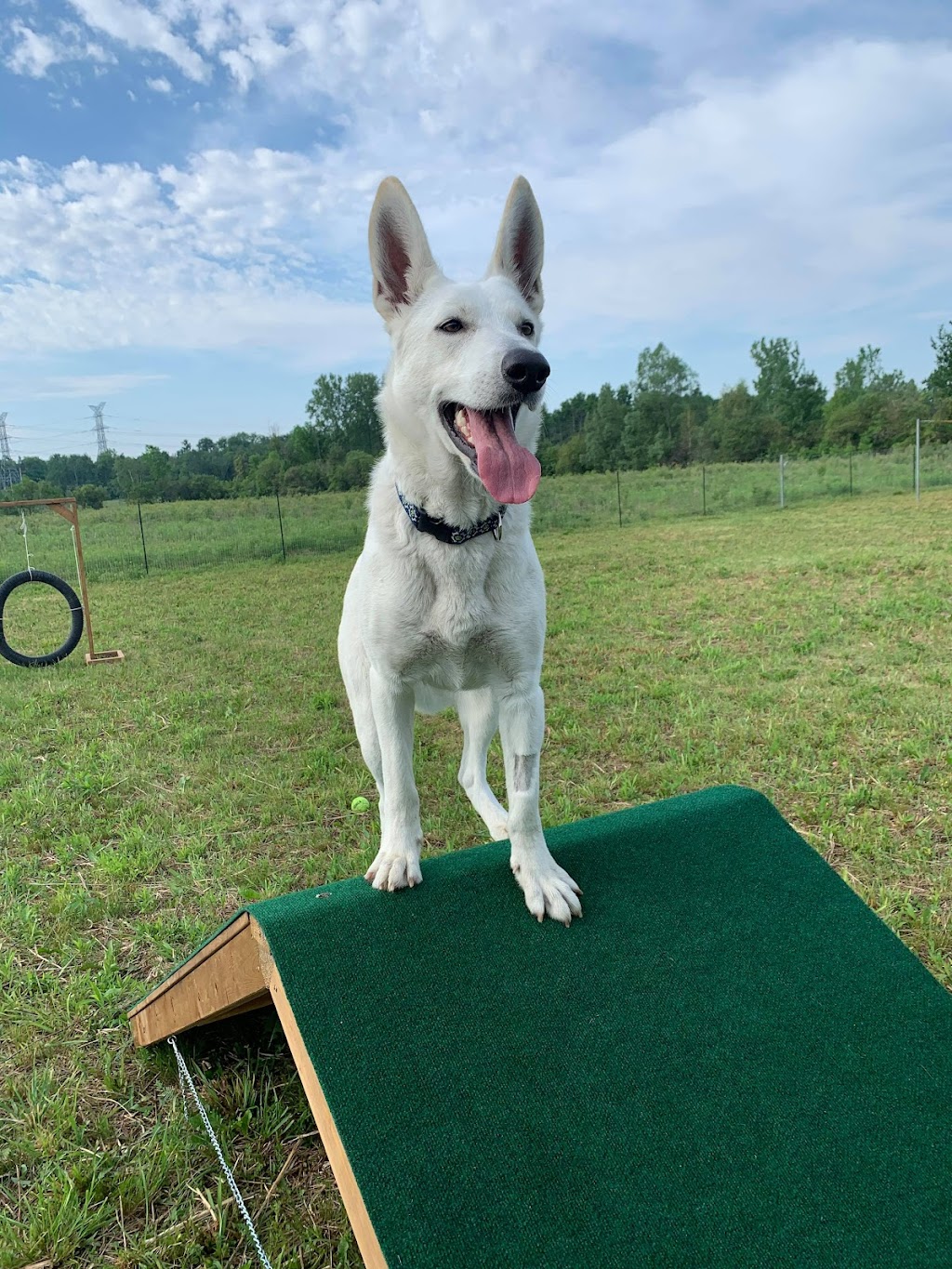 Country Canines Play Park - London | Wonderland Road South and, ON-402, London, ON N6P 1G5, Canada | Phone: (613) 878-2309