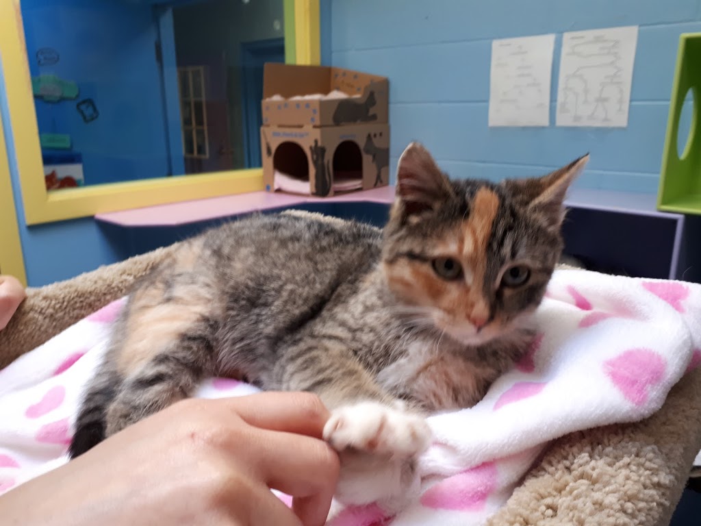 BC SPCA Abbotsford Community Animal Centre | 34312 Industrial Way, Abbotsford, BC V2S 7M6, Canada | Phone: (604) 850-1584
