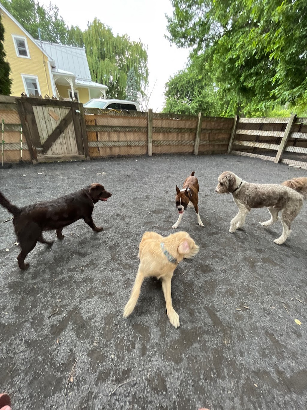 Paws n Passion Inc. | 2466 Rang de la Savane, Richelieu, QC J3L 6N8, Canada | Phone: (514) 612-4300