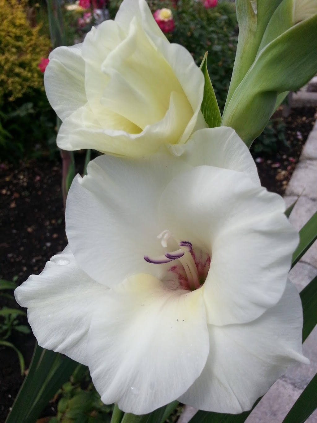 Sun Nurseries | 47 Morrow Ave, Sussex, NB E4E 3P6, Canada | Phone: (506) 432-1100