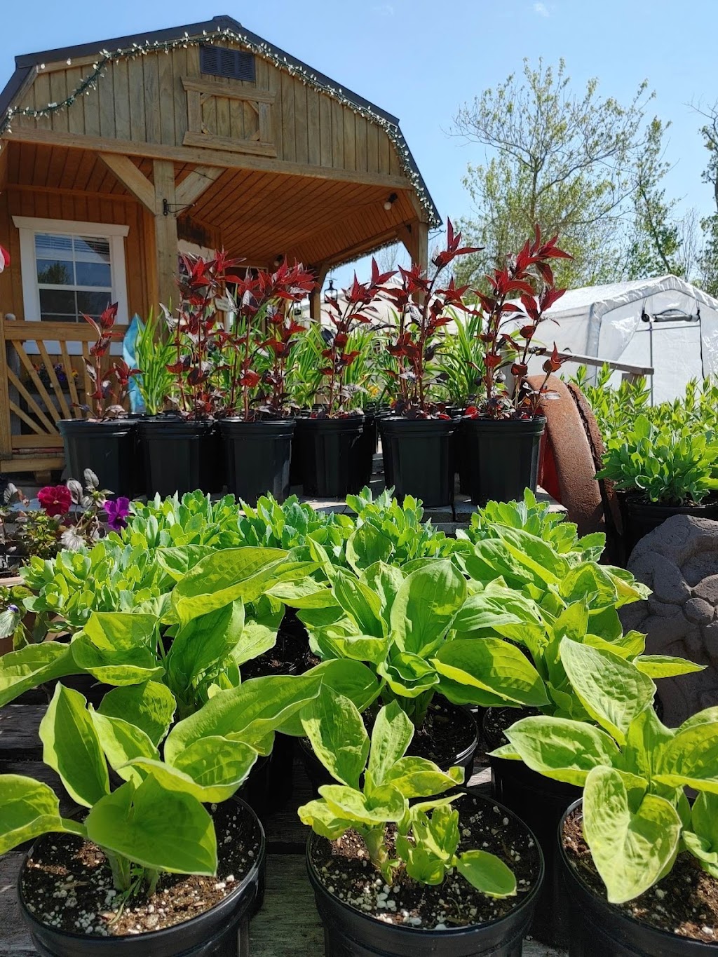 Bayfield Gardens & Gifts. | 110 Old Ferry Rd, Afton Station, NS B0H 1A0, Canada | Phone: (902) 872-0109