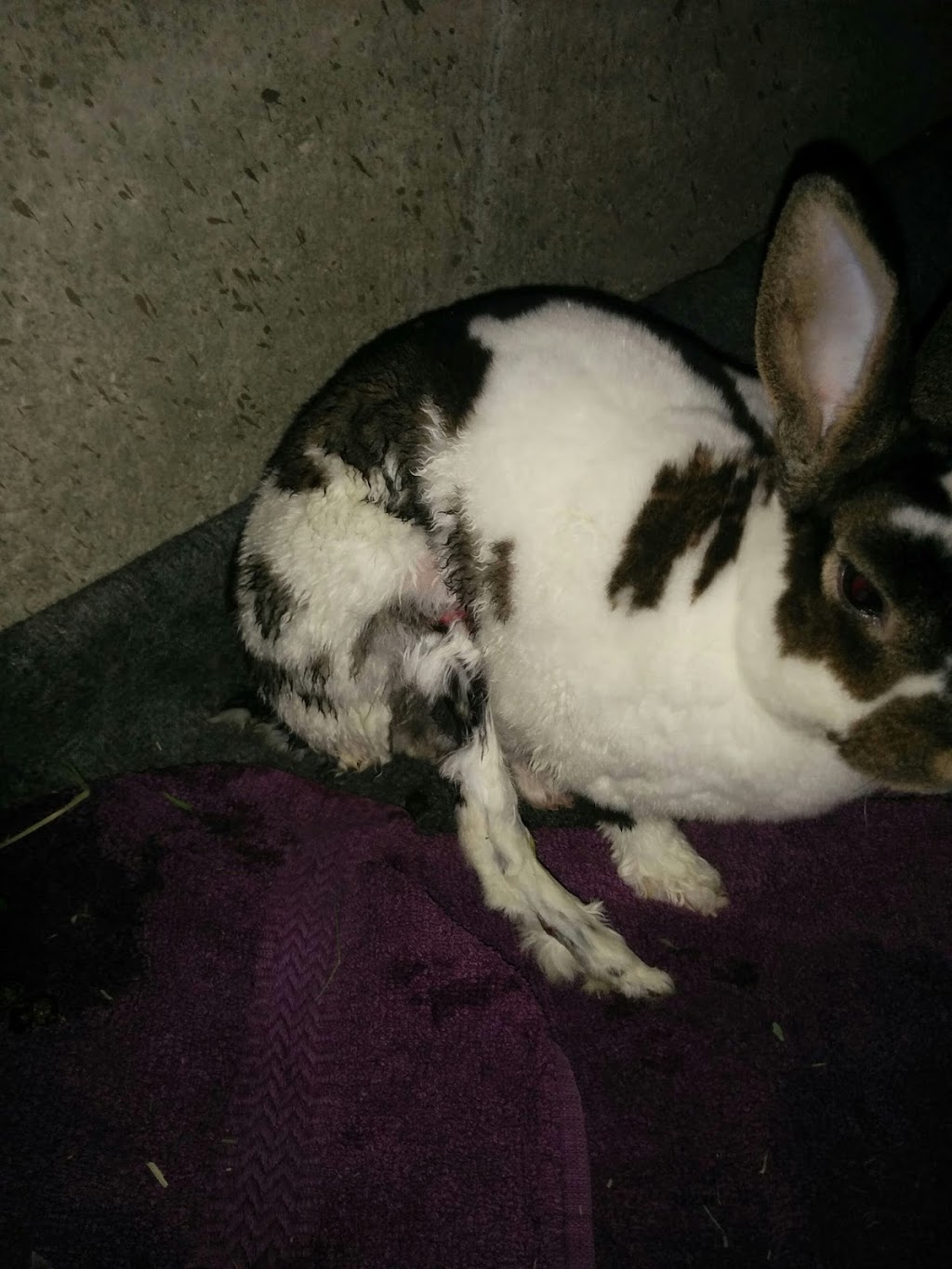 Britannia Kingsland Veterinary Clinic | 7738 Elbow Dr SW, Calgary, AB T2V 0S6, Canada | Phone: (403) 253-7044