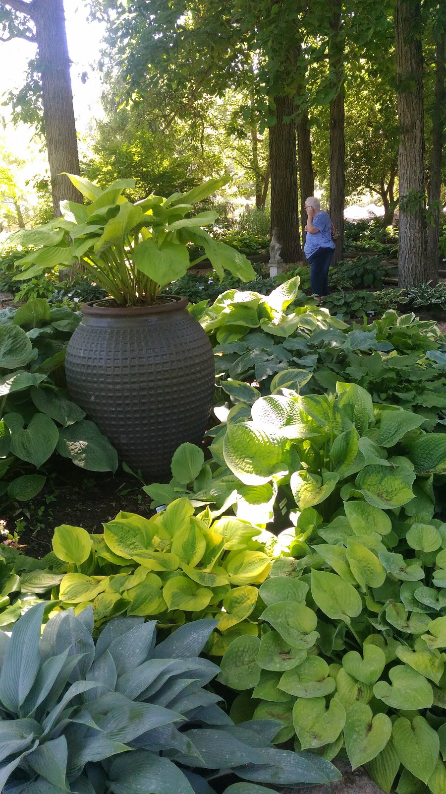 Hosta Choice Gardens | 4897 Irish Dr, Appin, ON N0L 1A0, Canada | Phone: (519) 289-5471