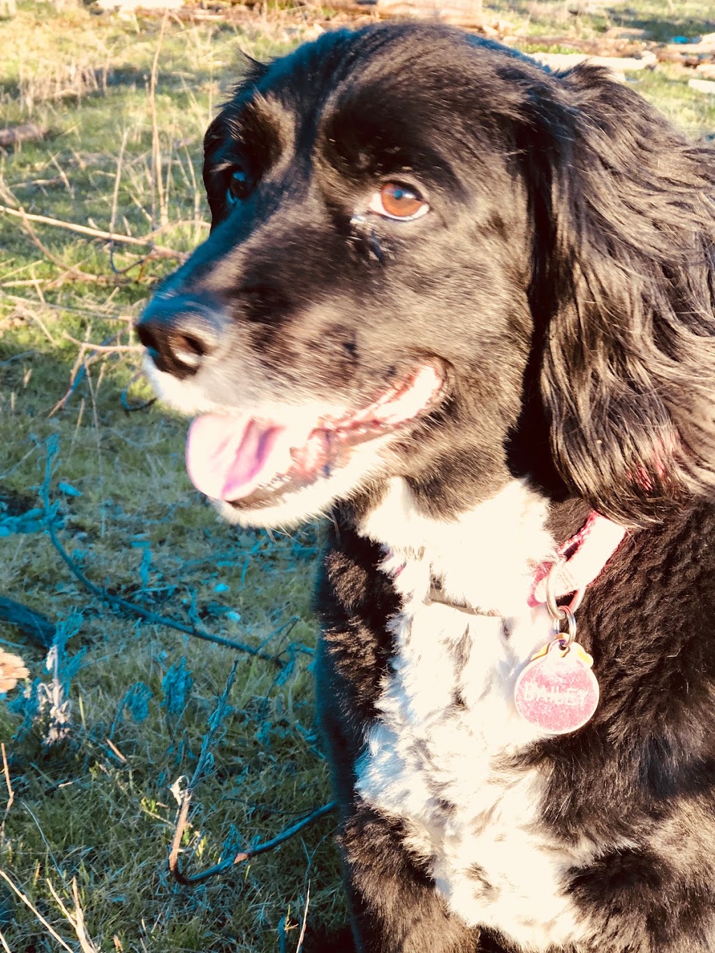 Pets-N-Us | 5076 48 Ave, Delta, BC V4K 2X7, Canada | Phone: (604) 946-1114