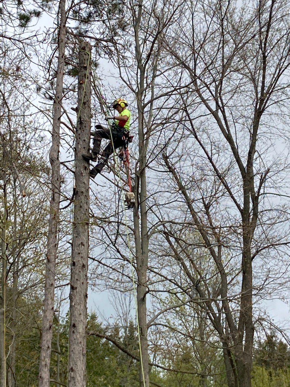 Ascents Tree | 24 Sultan St, Guelph, ON N1H 2W1, Canada | Phone: (226) 500-5206