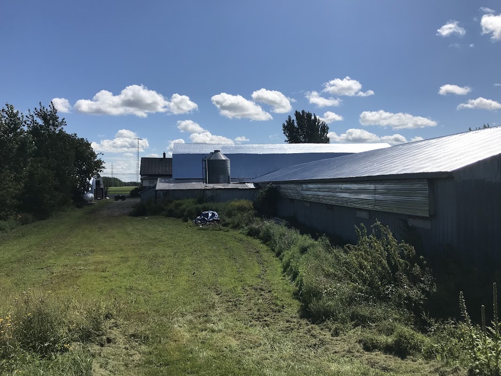 Veau de grain- Joan Amoro | 440 10e Rang, Saint-Wenceslas, QC G0Z 1J0, Canada | Phone: (780) 340-2446