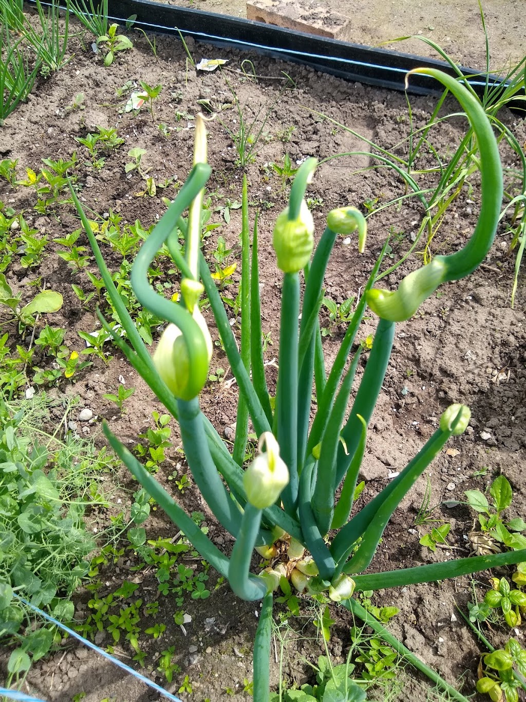 Mary Street Community Garden | 5G9, 1100 Mary St N, Oshawa, ON L1G 5G9, Canada | Phone: (905) 436-3311