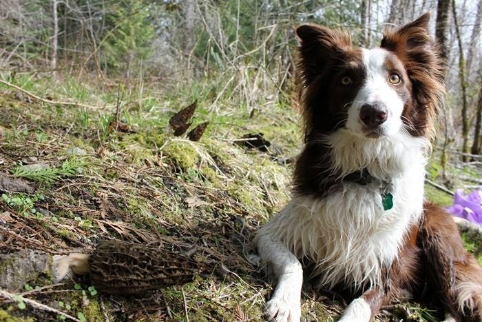Deerholme Farm | 4830 Stelfox Rd, Duncan, BC V9L 6S9, Canada | Phone: (250) 748-7450