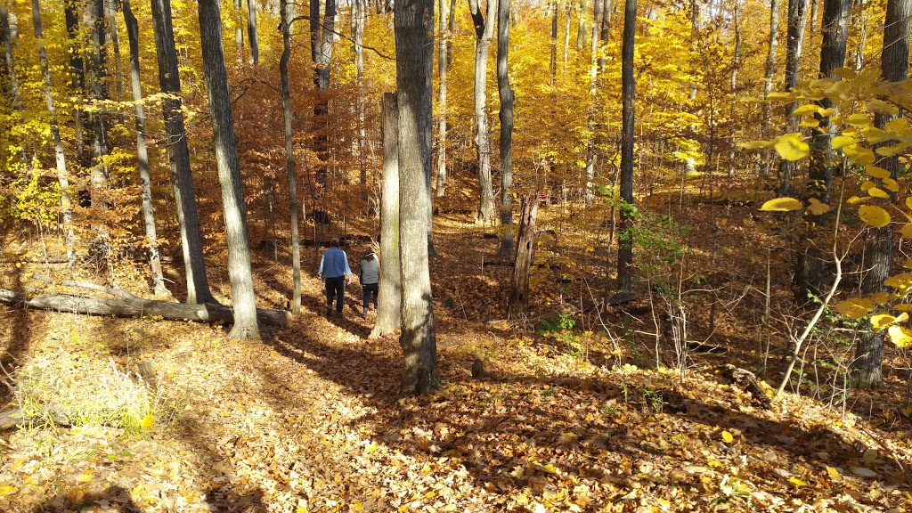 Steckle Woods | Kitchener, ON N2C 2G2, Canada