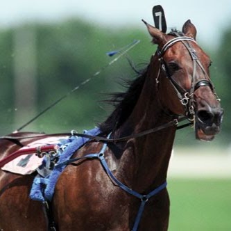 Greenhawk Equestrian Sport - Mohawk | 9430 Guelph Line, Campbellville, ON L0P 1B0, Canada | Phone: (905) 854-0142
