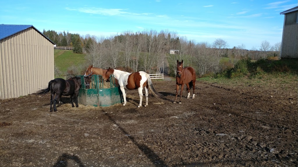 Legacy Equestrian Ctr | 166 George Whynot Rd, New Germany, NS B0R 1E0, Canada | Phone: (902) 644-2555
