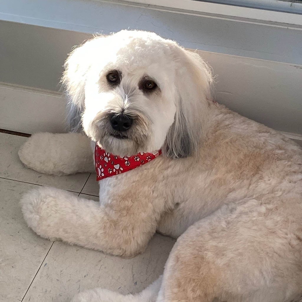 Paws In The Sand Dog Grooming | 15505 Marine Dr #104, White Rock, BC V4B 1C9, Canada | Phone: (604) 825-0063