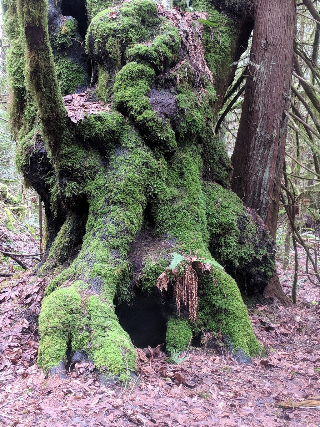 Wulaam (Echo) Park | 3217 Channel Blvd, Chemainus, BC V0R 1K2, Canada