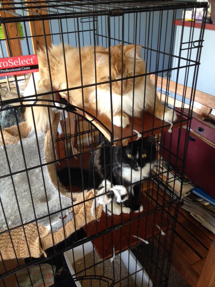 Grand Forks Central Veterinary Services | 8120 A Donaldson Dr, Grand Forks, BC V0H 1H0, Canada | Phone: (250) 442-2222