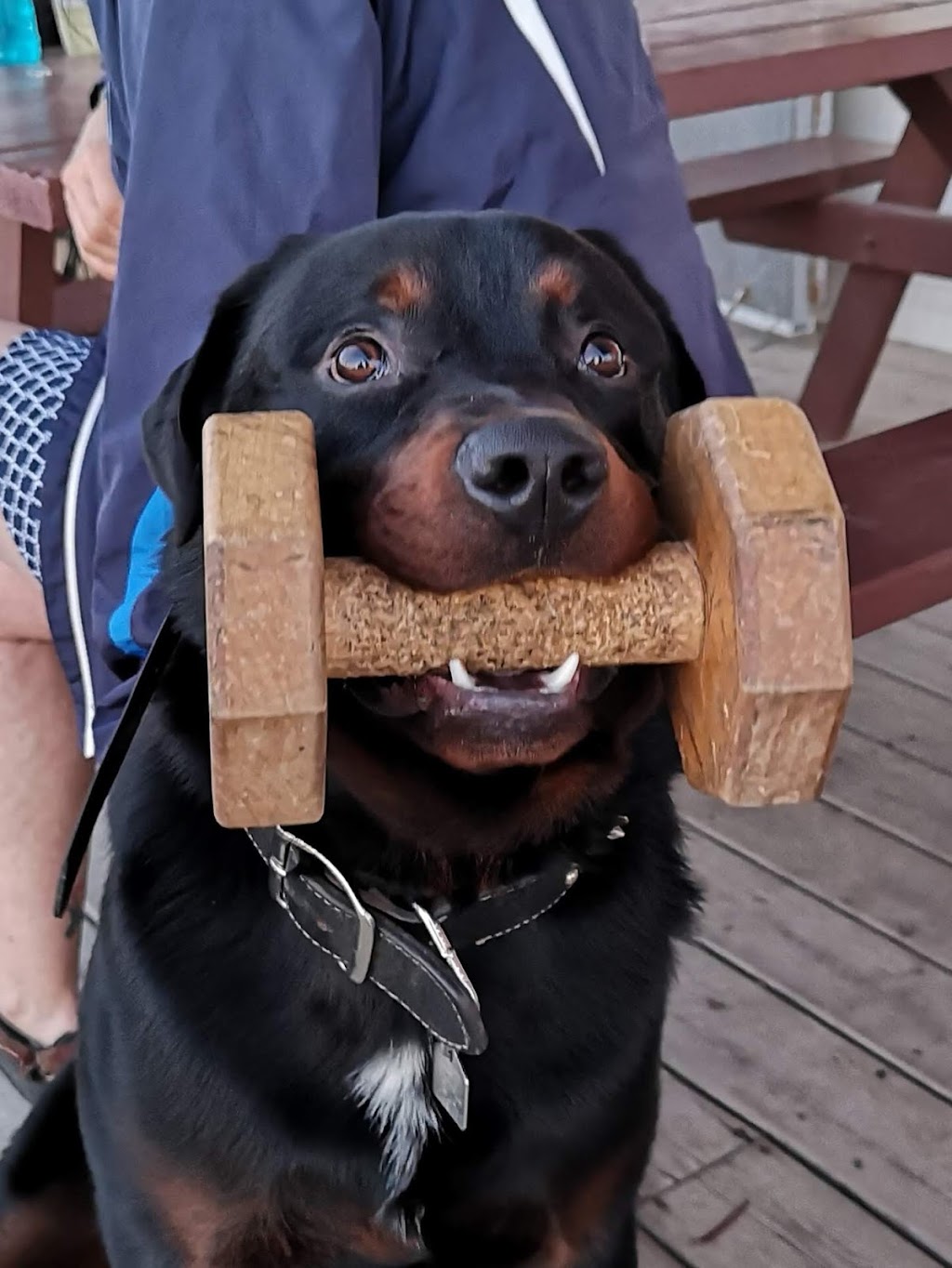 Winnipeg Working Dog Club | MB-101, Stony Mountain, MB R0C 3A0, Canada | Phone: (204) 793-1470