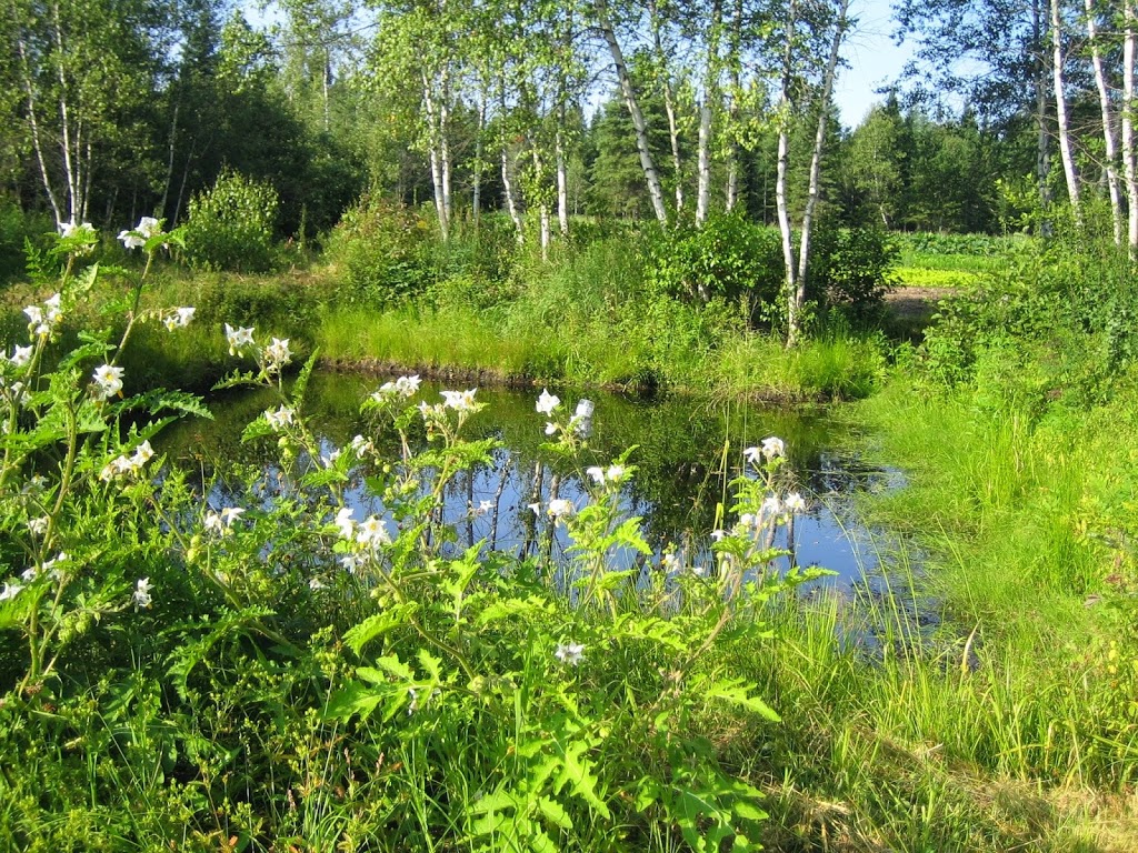 FERME DES LIBELLULES | 100 Chemin Forsight, Saint-Didace, QC J0K 2G0, Canada | Phone: (450) 803-8500