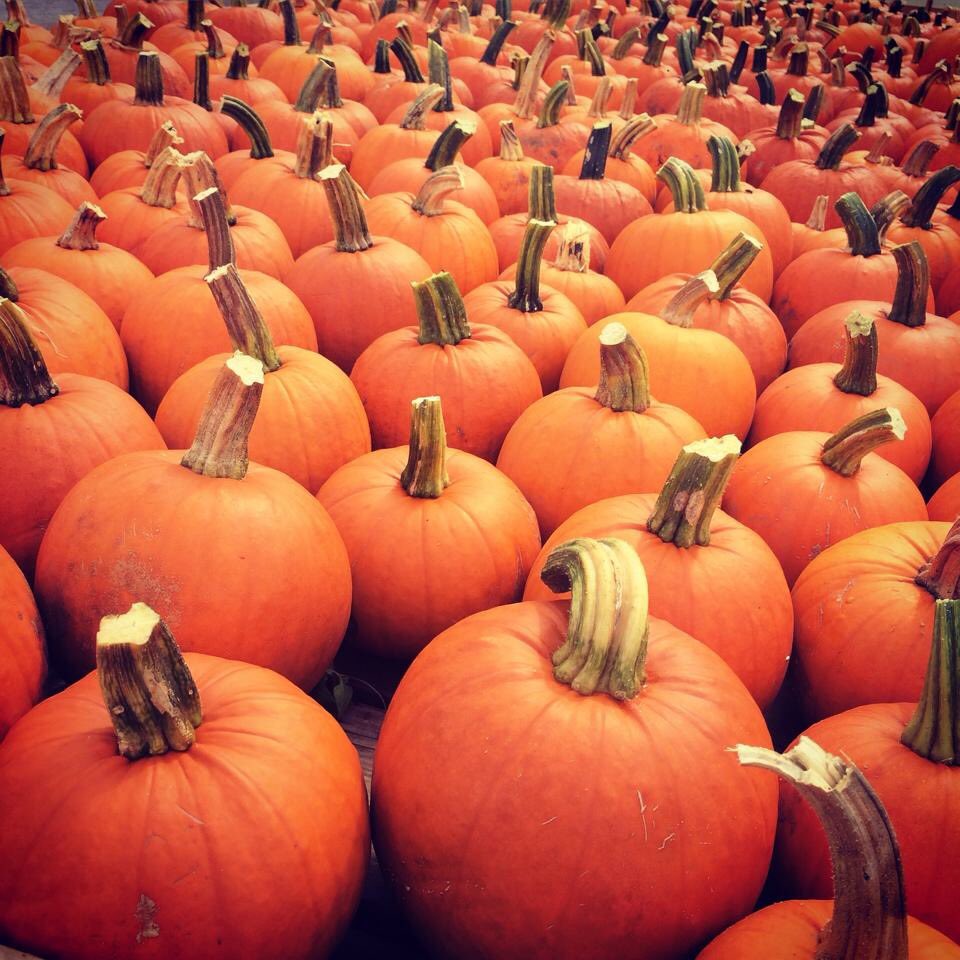 Buckhorn Berry Farm | 3055 Berrie Rd, Lakefield, ON K0L 2H0, Canada | Phone: (705) 657-8888