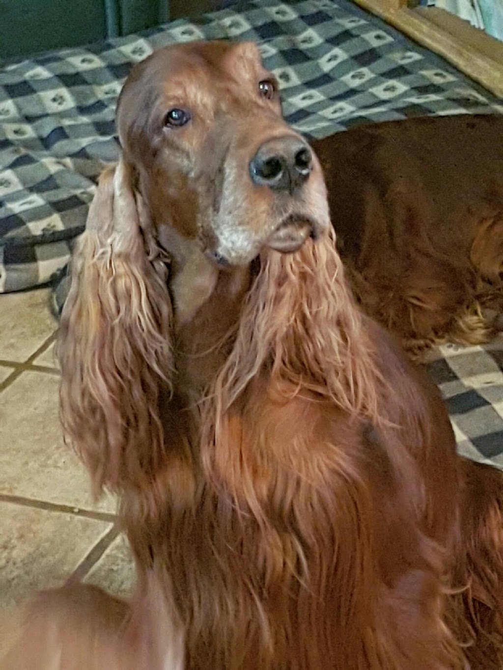 Captiva Kennels | 1227 Roseville Rd, Cambridge, ON N1R 5S3, Canada | Phone: (519) 740-2807