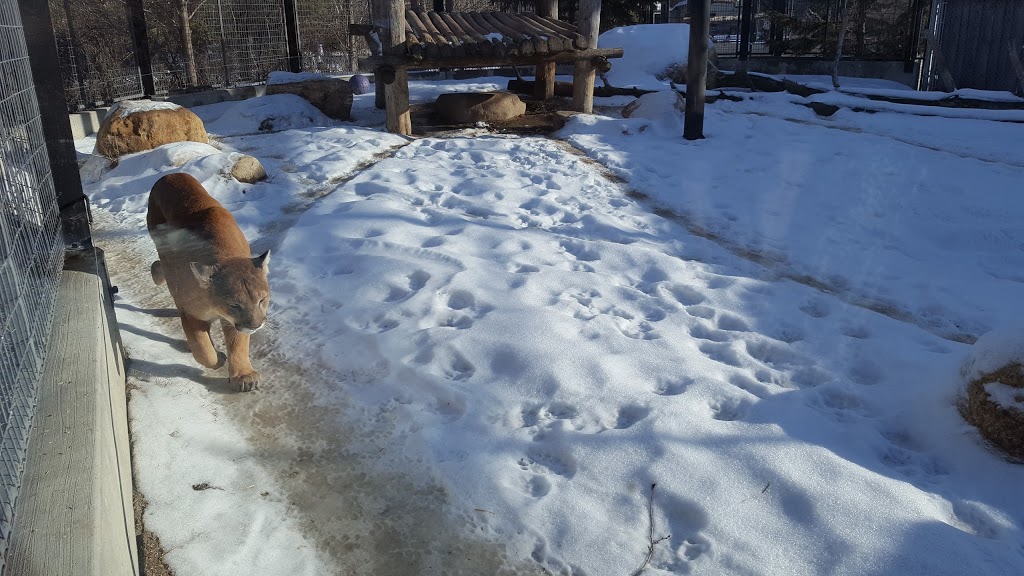 Saskatoon Zoo Society | 1903 Forestry Farm Park Dr, Saskatoon, SK S7S 1G9, Canada | Phone: (306) 975-3395