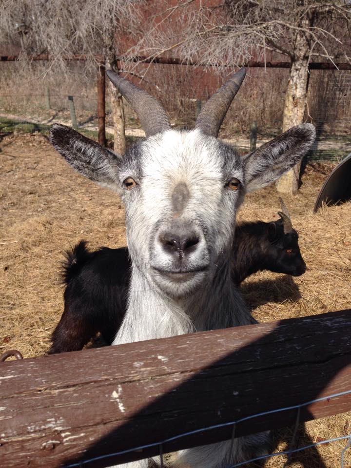 Birds Hill Park Ranch | 59 North Dr, Oakbank, MB R2G 1Y9, Canada | Phone: (204) 222-1137