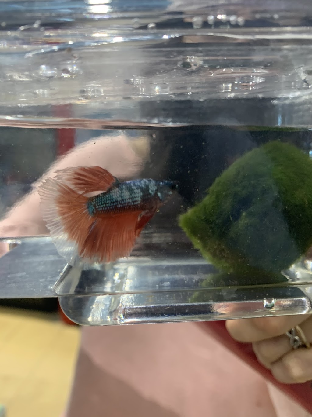 Pet Valu | 4 New, Pinegrove Rd Unit #5, Bridgewater, NS B4V 4H5, Canada | Phone: (902) 527-2104