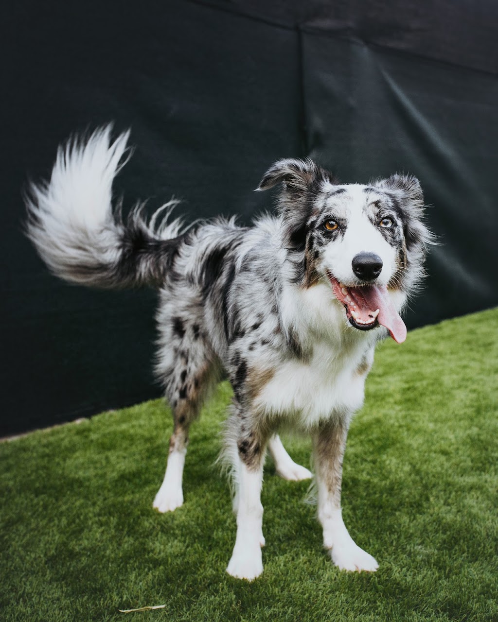 Paw Prints Doggy Daycare & Grooming Inc. | 401 Bluewater Rd #4, Bedford, NS B4B 1J7, Canada | Phone: (902) 832-9323
