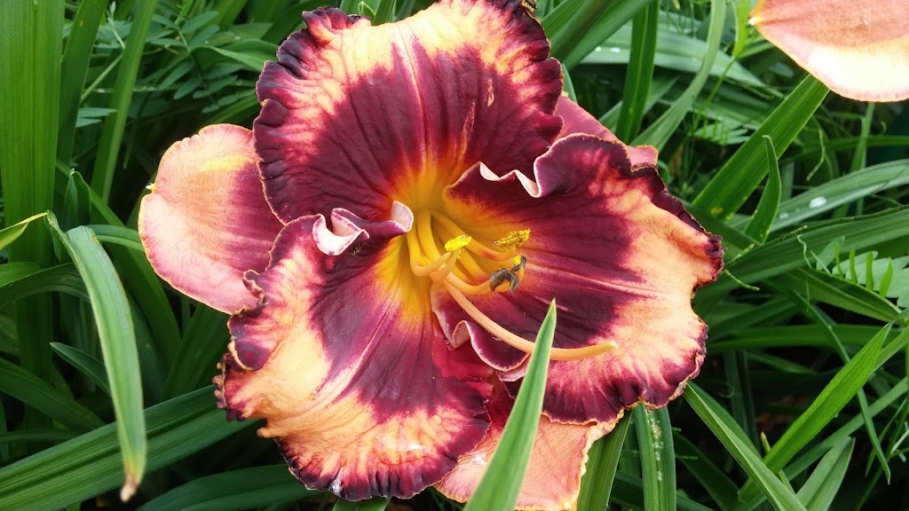 Jardin des Nuances | 441 Rang N, Sainte-Victoire-de-Sorel, QC J0G 1T0, Canada | Phone: (450) 494-3955