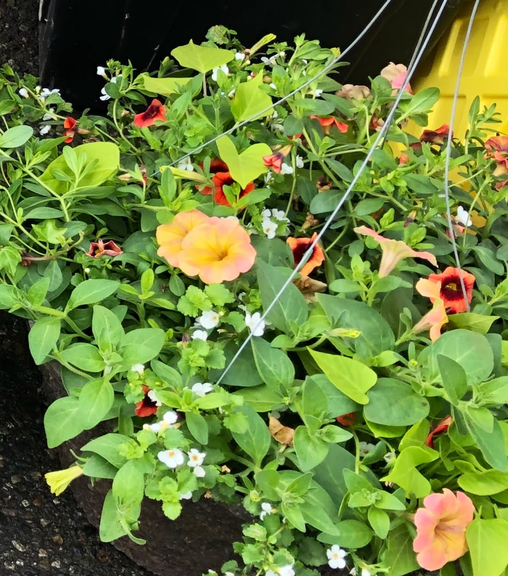 MacVicar Family Growers | 1889 Nicolls Rd, Merritt, BC V1K 1N7, Canada | Phone: (250) 936-8186