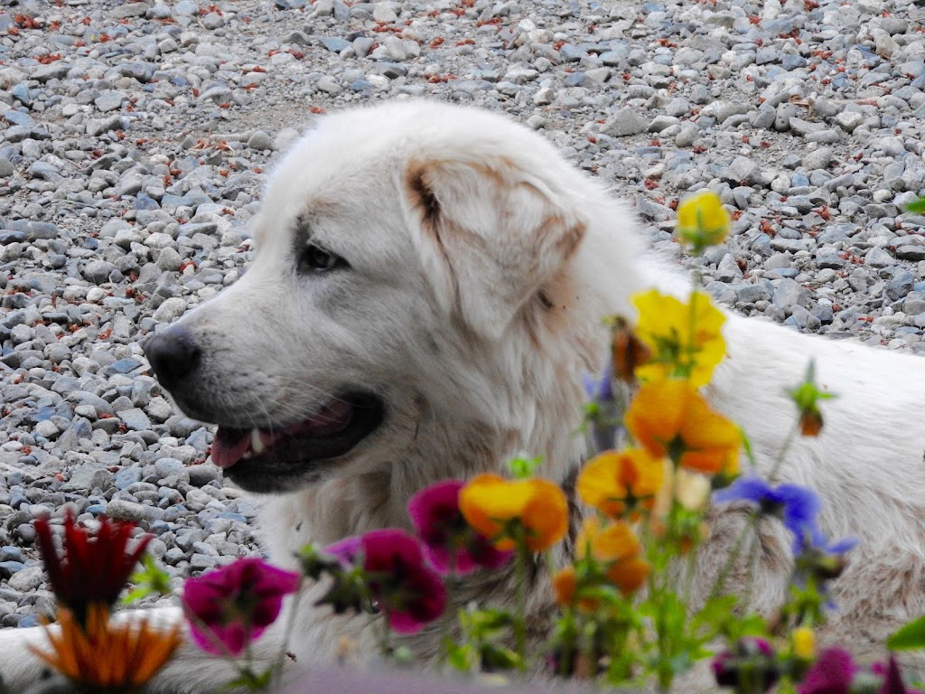Beaufort Rainbow Farm | 9564 Somers Rd, Port Alberni, BC V9Y 8N9, Canada | Phone: (250) 735-0680