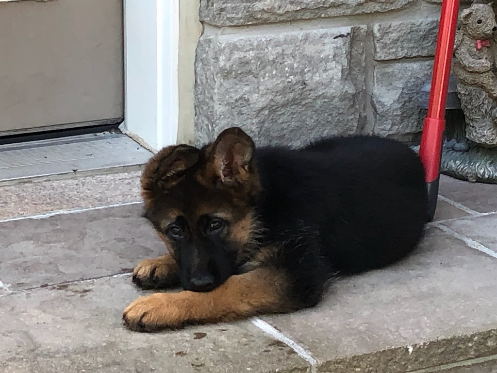 Carissima Kennels | 2829 Concession Rd 5, Loretto, ON L0G 1L0, Canada | Phone: (519) 940-5049