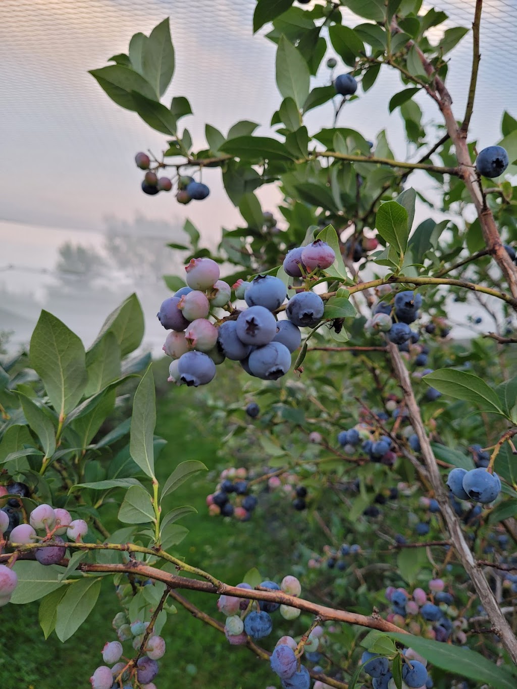 Bleuetiere Edouard VII | 623 Bd Édouard Vii, Saint-Jacques-le-Mineur, QC J0J 1Z0, Canada | Phone: (450) 358-5185