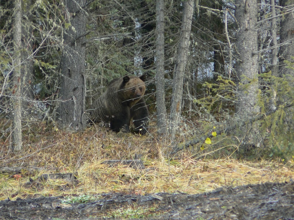 Bear Country Guiding & Consulting | 30 Shawnee Common SW, Calgary, AB T2Y 0R1, Canada | Phone: (403) 629-5688