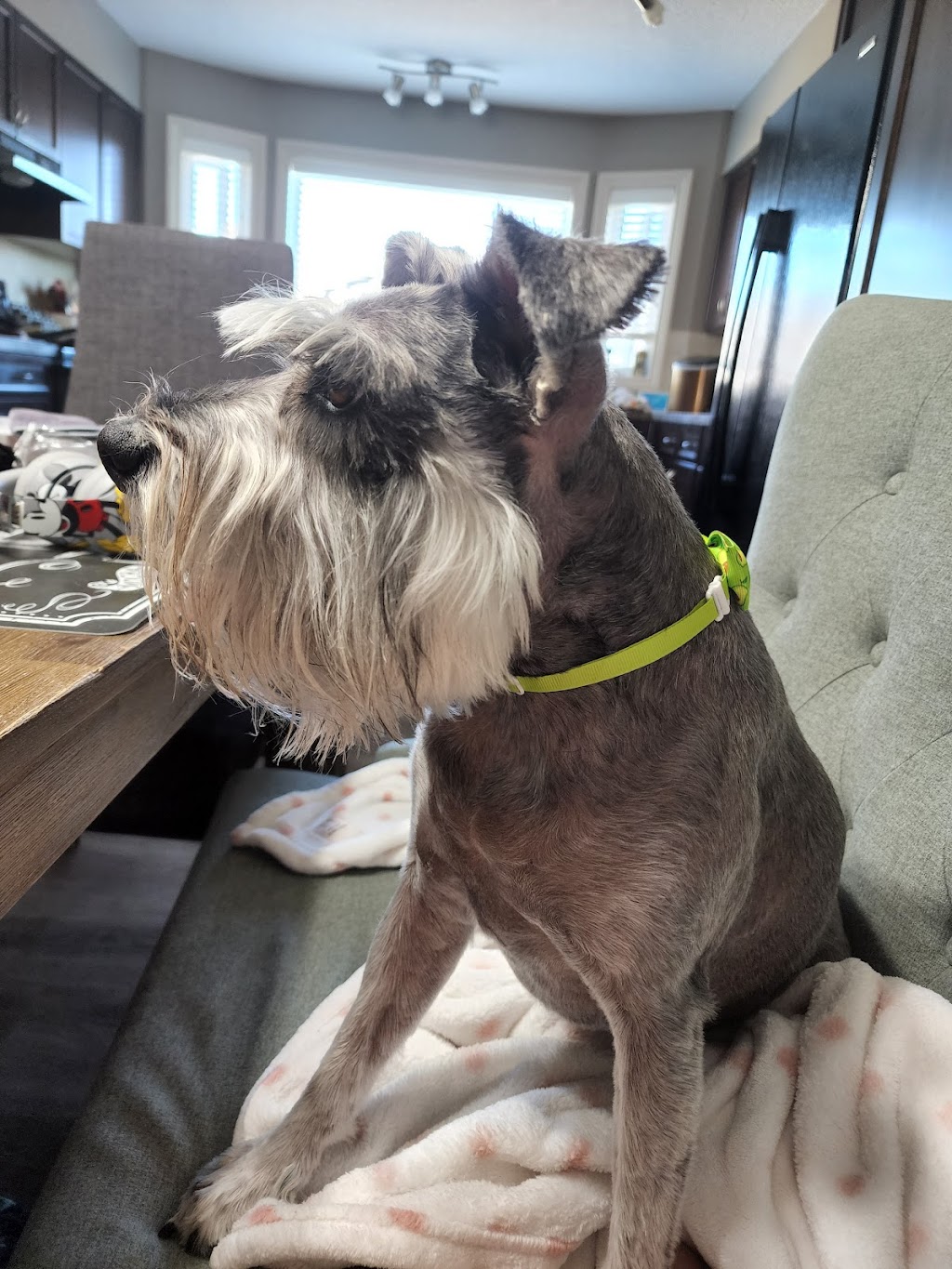 Hot Dogs Grooming Salon | 378 Ranch Ridge Ct, Strathmore, AB T1P 0A5, Canada | Phone: (403) 978-9410